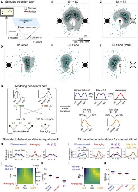 measuring cortical thickness zebrafish|zebrafish visual system diagram.